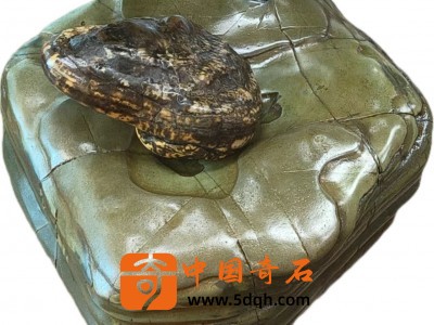 天赐珍宝！大化彩玉石金蟾，开启蛇年财富好运图2