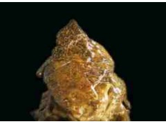 西藏藏瓷：奇石藏瓷红