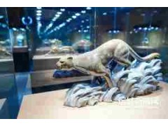 海藻化石-解码瑞来金钱石雕刻